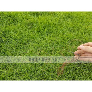 Bẫy Giò Chim Cu Gáy Mồi đất cáp 432