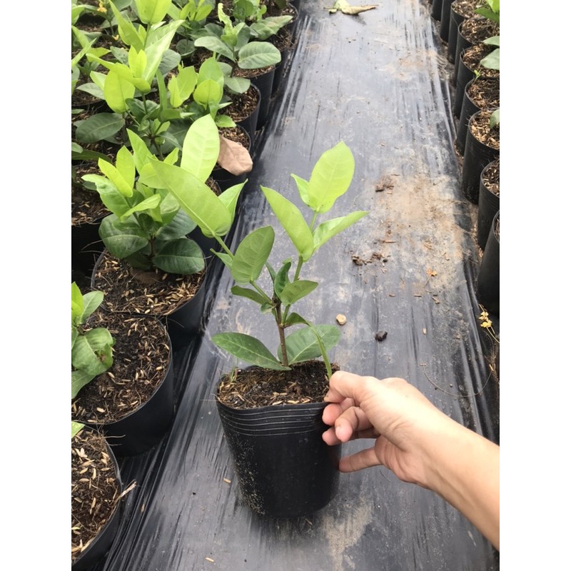 Bông trang  vàng pháp giống