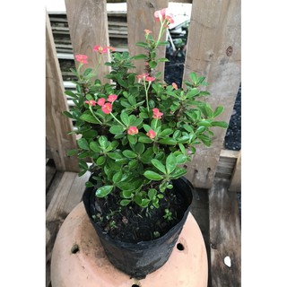 Chậu xương rồng Bát Tiên hoa nhỏ màu đỏ