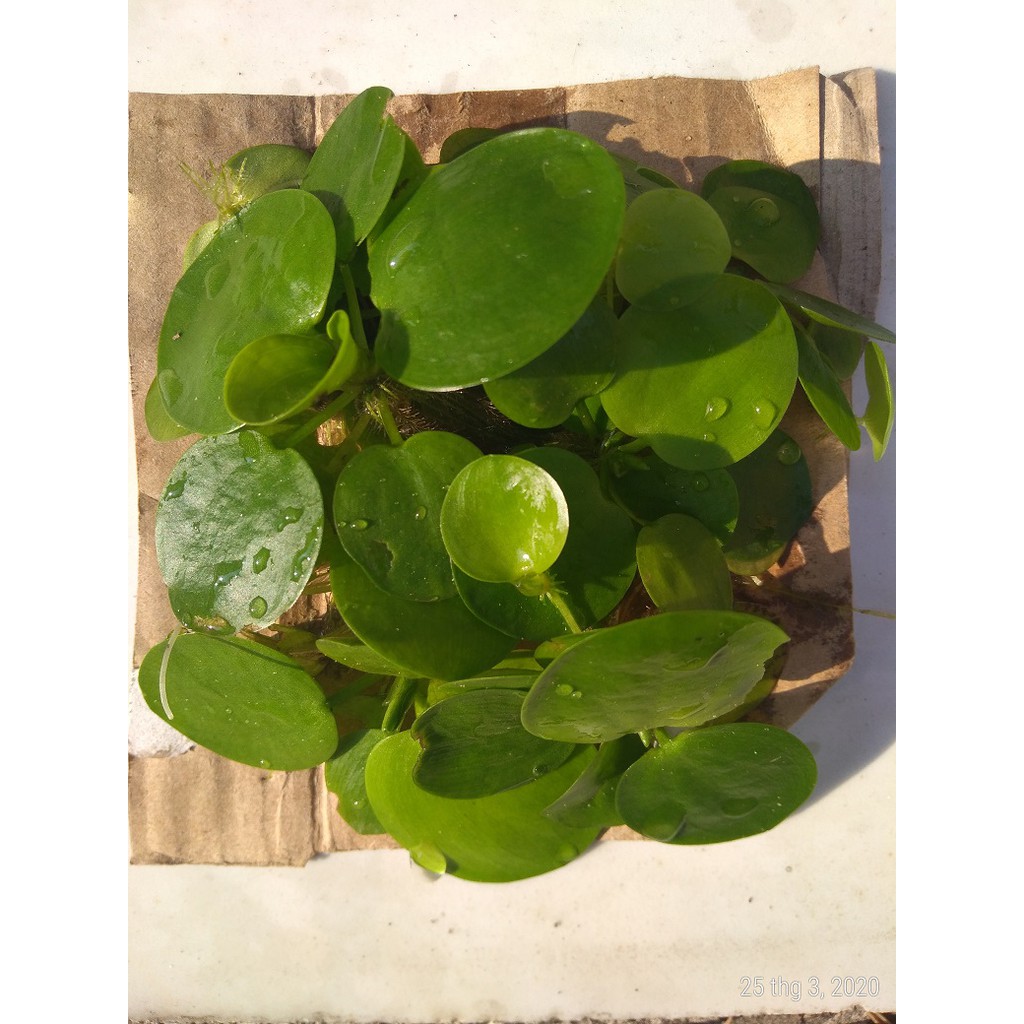 Bèo nhật - Cây thủy sinh