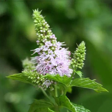 Gói 100 hạt giống Bạc Hà Mint Spearmint