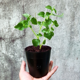Combo 50 chậu nhựa mềm đen C5 10x10cm