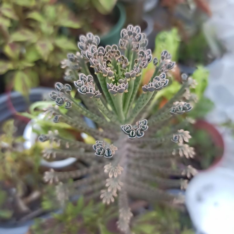 Sen đá xương cá . Sen đá thằn lằn