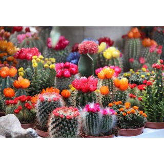  Gói 20 hạt giống Xương Rồng