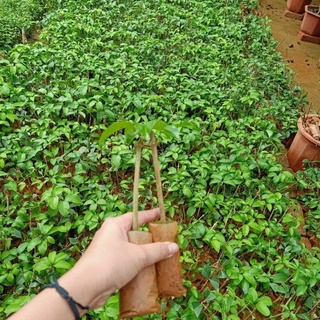 Lan tỏi cây giống trong bầu ổn định