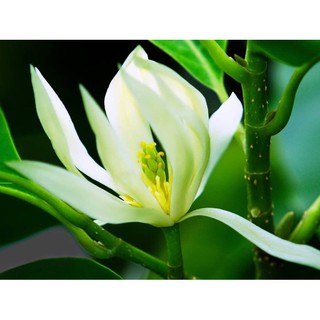 Cây Hoa Ngọc Lan ( Cây bóng mát và hoa đẹp)