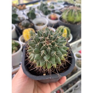 Xương rồng sầu riêng