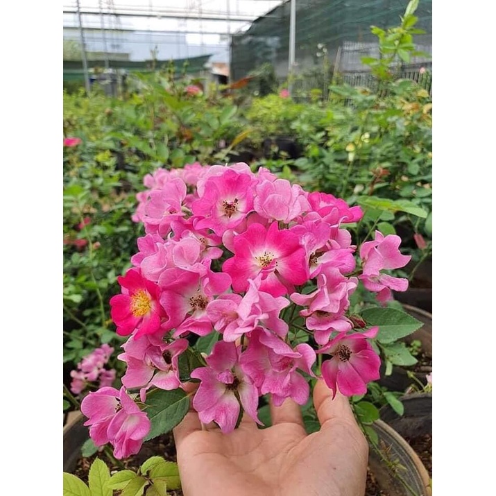 Hoa hồng ngoại Sanjith cánh đơn - cây giống rễ trần