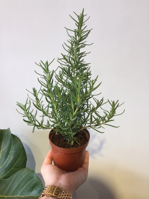 Cây Hương Thảo xứ nóng - Rosemary