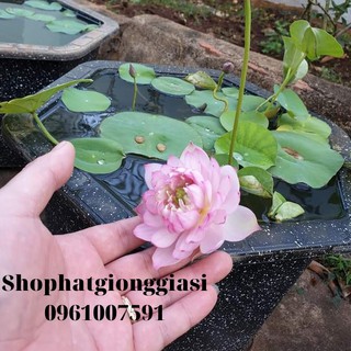(Đã Cắt Đầu) Sen Mini Full Màu ( Hàng Loại 1 )