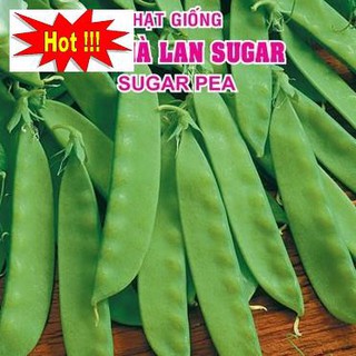 Hạt giống Đậu Hà Lan