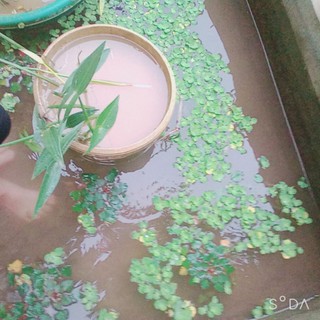 bách Thủy Tiên đốm