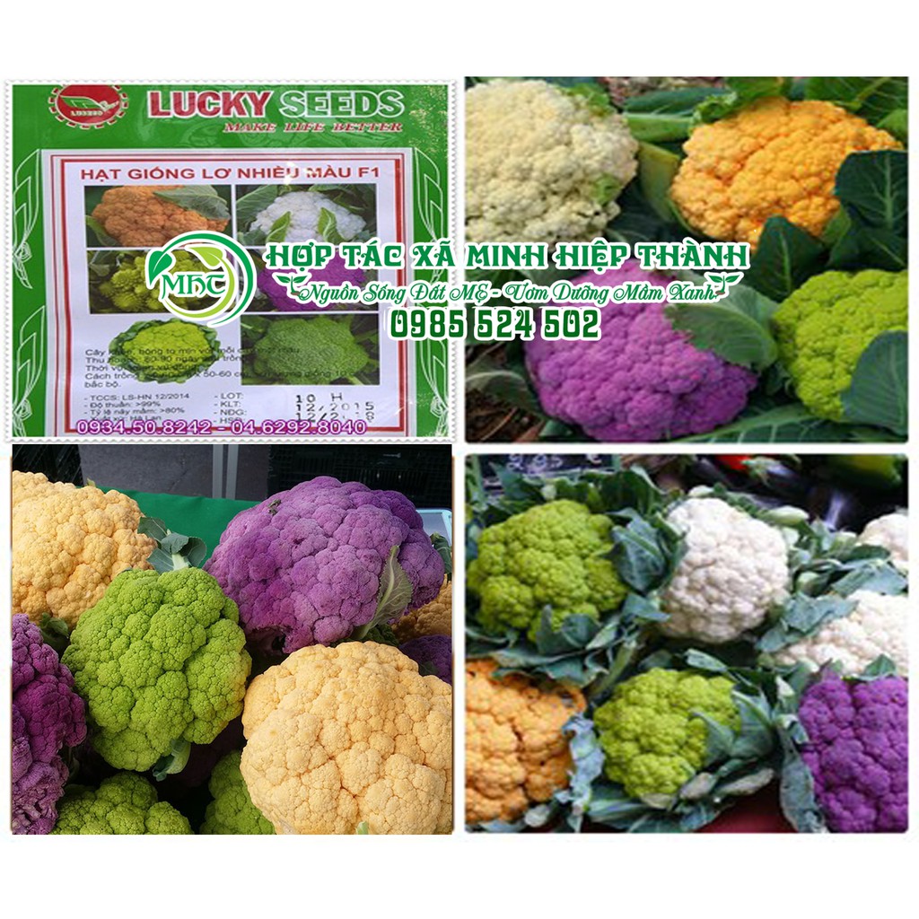 Hạt giống lơ nhiều màu F1 (sup lơ)