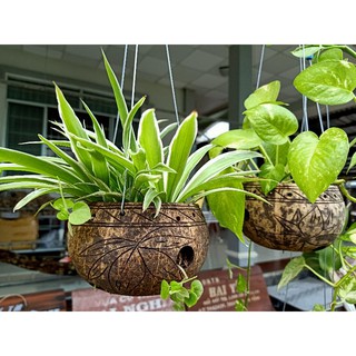 Chậu hoa gáo dừa 6 cái