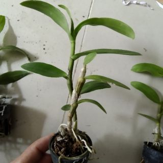 Lan Trầm 6 mắt giống