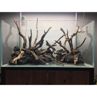 ☘ Lũa San Đá Cành ☘ Dòng Lũa Cực Đẹp Cho Layout Natural