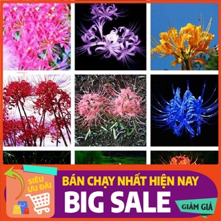 [ Hạt Giống Xanh ] Củ bỉ ngạn đủ màu như hình - size hoa