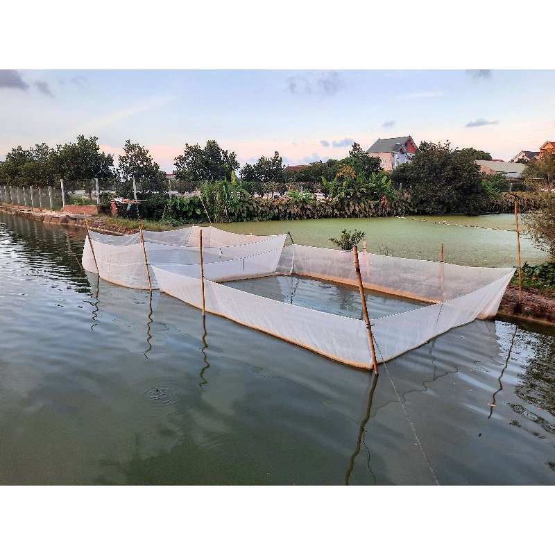 Tráng, lồng, vèo ươm cá bột