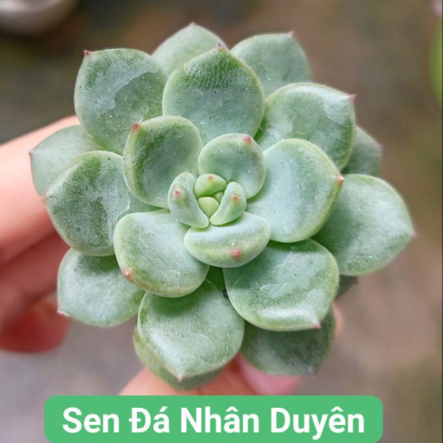 Sen đá tự chọn