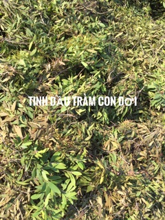 Tinh dầu tràm Con Dơi ( Chưng cất thủ công)