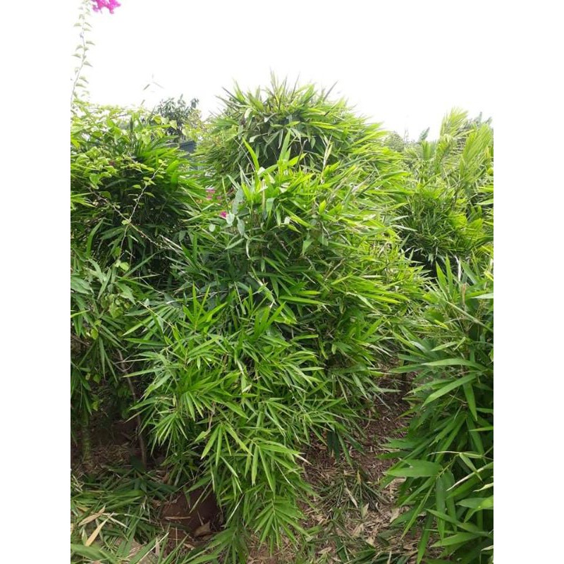 Cây trúc phật bà