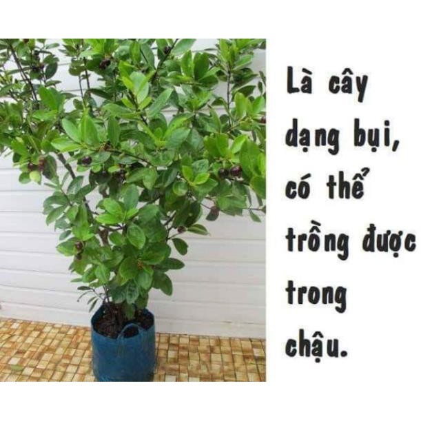 sản phẩm CÂY GIỐNG CHERRY MỸ ĐỎ