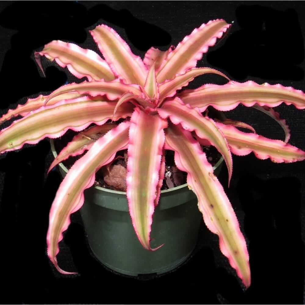 Cây giống Cryptanthus bivittatus Pink Starlite (Dứa cảnh, Nhung Diệp Tiểu Phụng) chậu nhựa