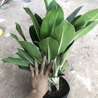 Cây Bạch Mã Hoàng Tử