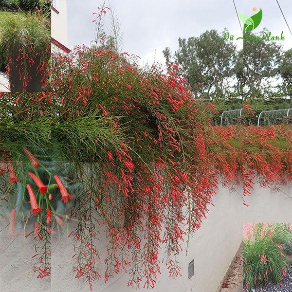 F200 cây liễu tường hoa đỏ ( hoa pháo đỏ)