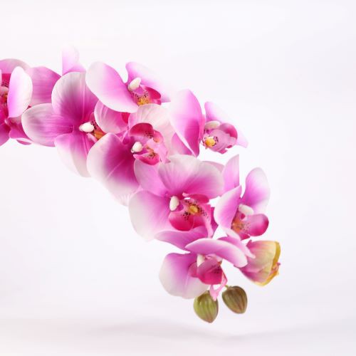 [ẢNH SHOP CHỤP] HOA PHONG LAN Orchid thân cành lớn trang trí nhà Tết hội nghị tiệc cưới