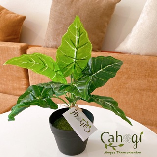 Cây Giả - Cây Khoai Nước Xanh Gân Trắng