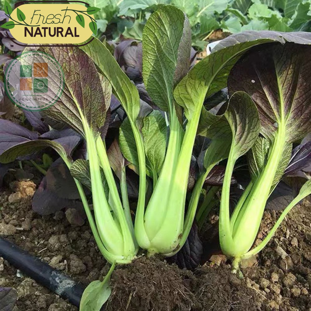 Hạt giống rau cải thìa tím (Purple Pakchoi) chịu nhiệt
