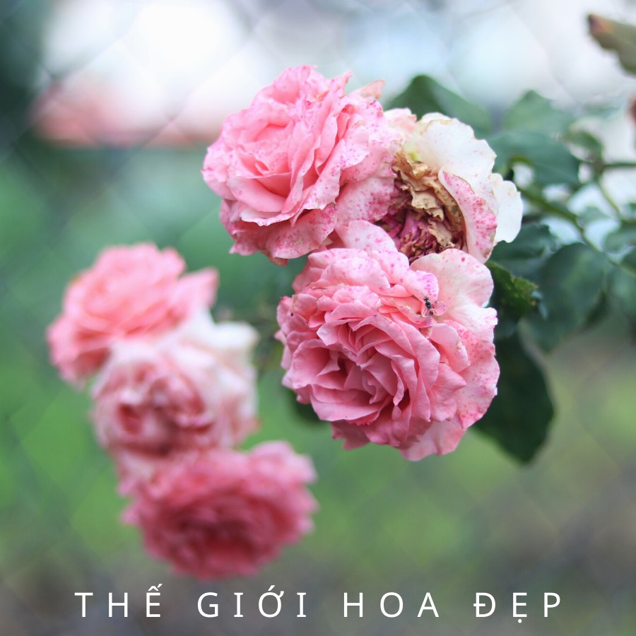 Cây hoa hồng leo hoa màu đỏ ruby - cây có bầu đất khỏe