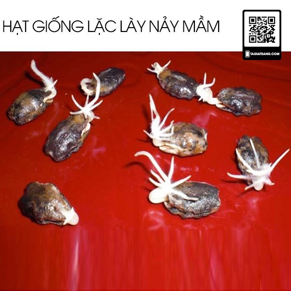 [Bán sỉ] - Hạt giống lặc lày (lặc lè - mướp nhật)