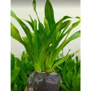 Combo 2 chậu lan Vũ Nữ Hoàng Hậu 2 màu