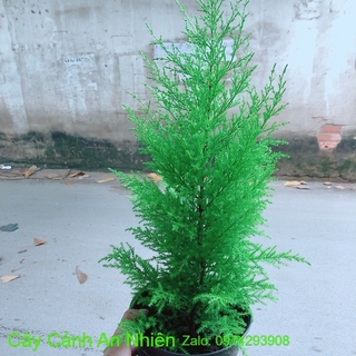 Chậu Tùng Thơm