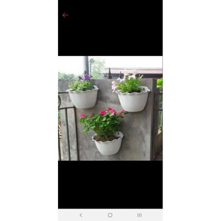 10 cái chậu áp tường giá bất chấp