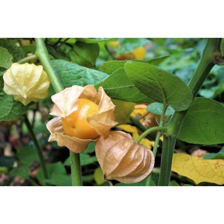 Hạt giống Tầm bóp - Thù Lù Nam Mỹ - GOLDEN BERRY - Gói 20 hạt