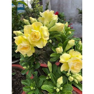 Hoa Sứ Thái - Hoa sứ nhà nàng