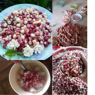 Ngũ Cốc Giảm Cân - Hạt bắp/Ngô nếp tím khô, Tự Làm Ngô Bung An toàn tại nhà