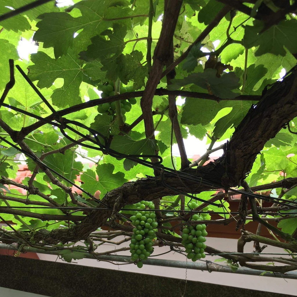 vantrang....Cây giống chất lượ