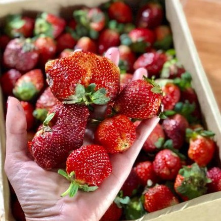 Mứt dâu Đà Lạt 500g