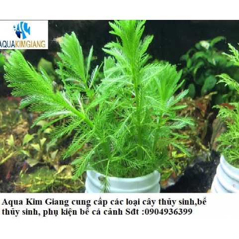 Cây Thủy Sinh Cắt Cắm thông dụng nhất cho bể thủy sinh - 1 khóm
