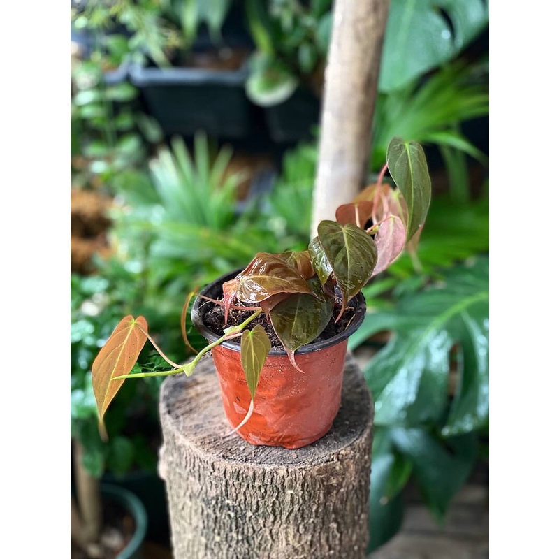 Cây Philodendron Micans (Trầu Bà Micans) chậu nhựa 10cm