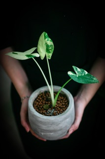 Chậu Xi Măng Tròn Trơn 14cm