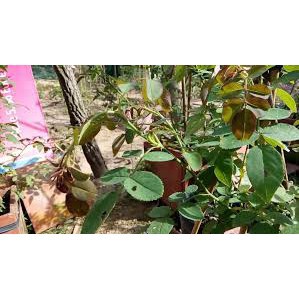 Thuốc trị nấm bệnh cho lan và hoa hồng CAPTAN