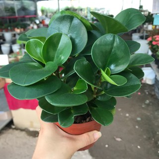 (Xanhshop22) Cây trường sinh
