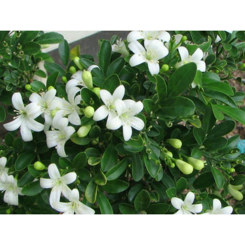 CÂY HOA NGUYỆT QUẾ, đang hoa, rất thơm.