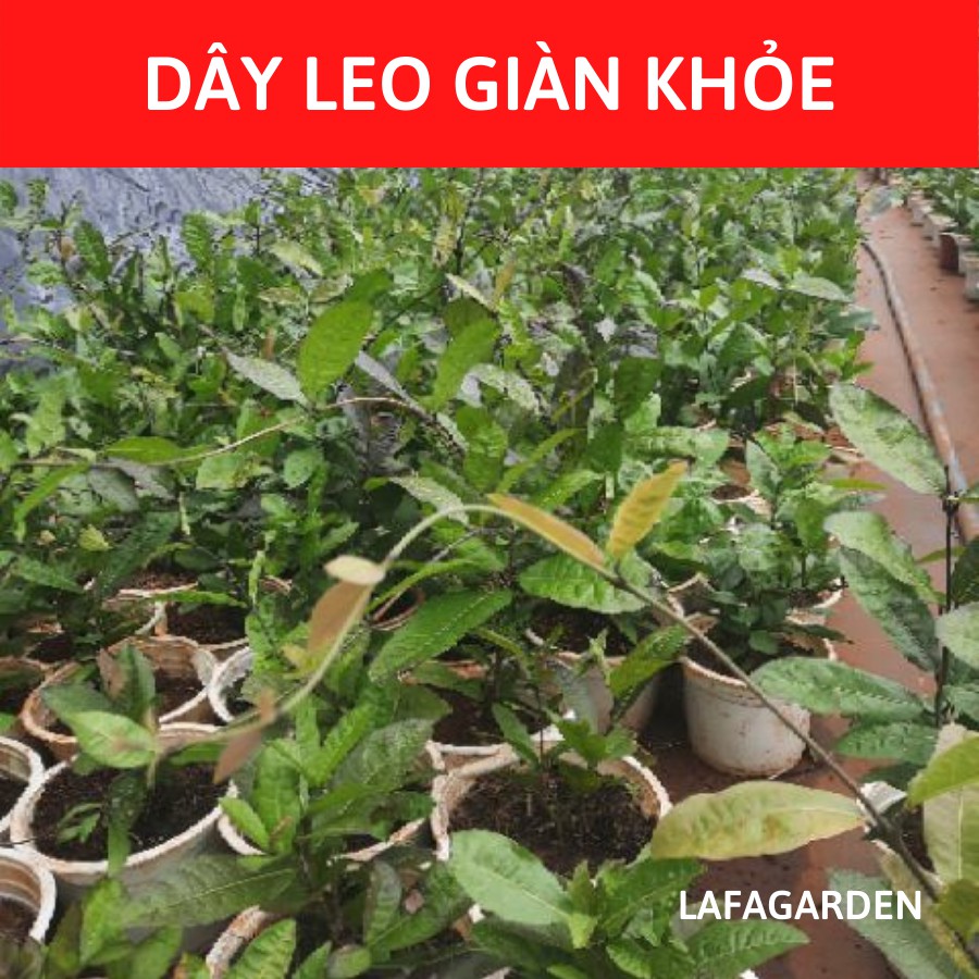 Cây giống hoa mai xanh thái, kích thước ( 45-60cm) có bầu đất khỏe mạnh, dây leo giàn, hoa màu tím, sản xuất Lafa Garden