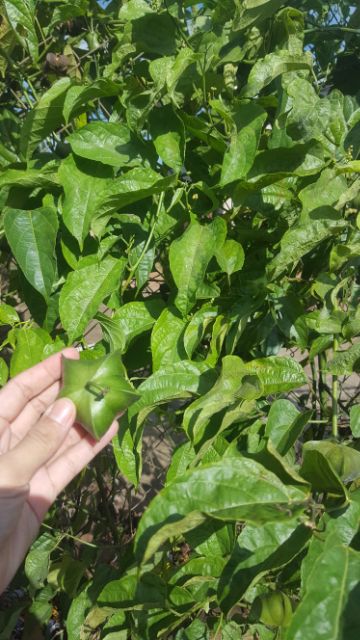 Hạt sachi sấy dòn daklak bịch giấy như hình 500g